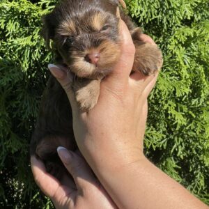 Suzi Yorkshire Terrier