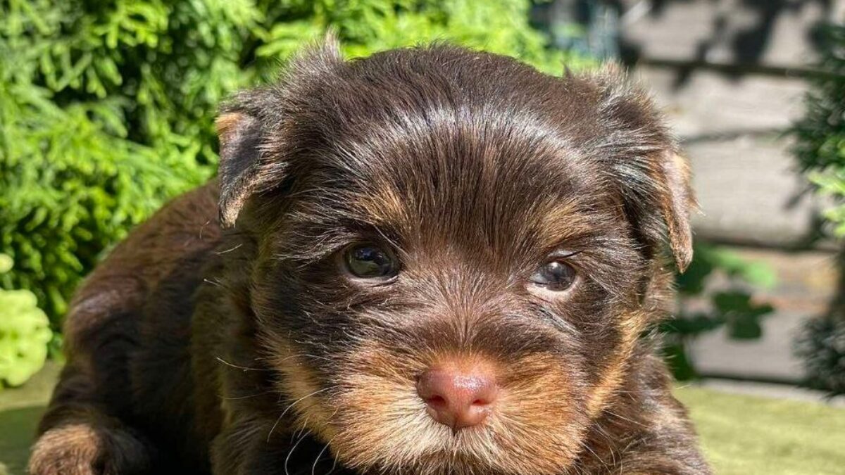 Puppies For Sale Different Yorkies Yorkshire Terrier Dogs And