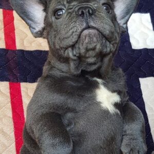 Tadd French Bulldog