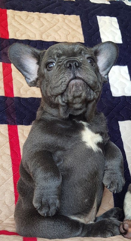 Tadd French Bulldog
