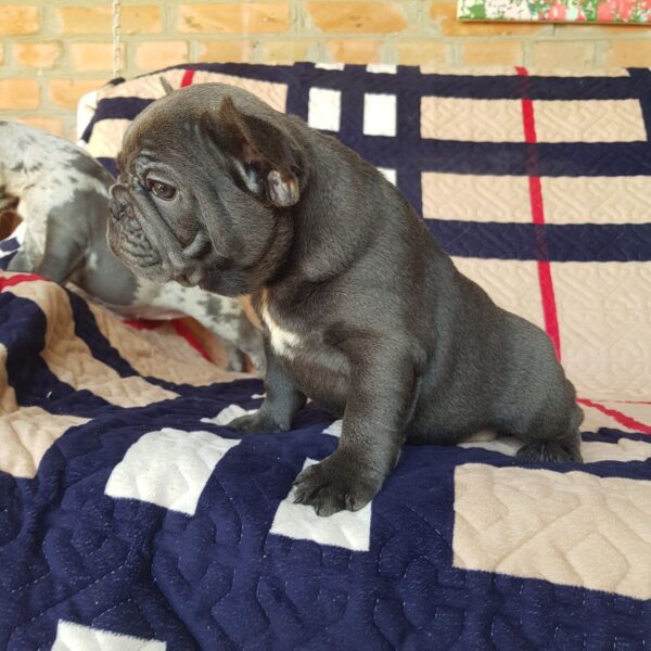 Tadd French Bulldog