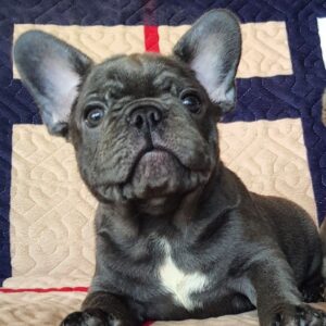 Tadd French Bulldog