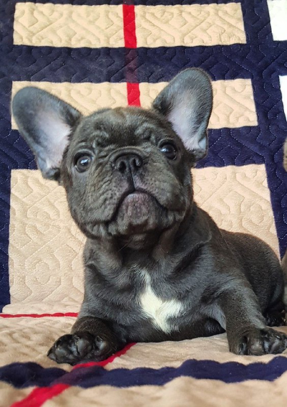 Tadd French Bulldog