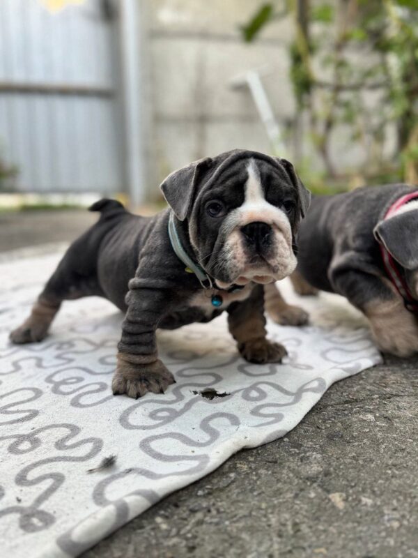 Tarick English Bulldog