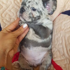 Tarra French Bulldog