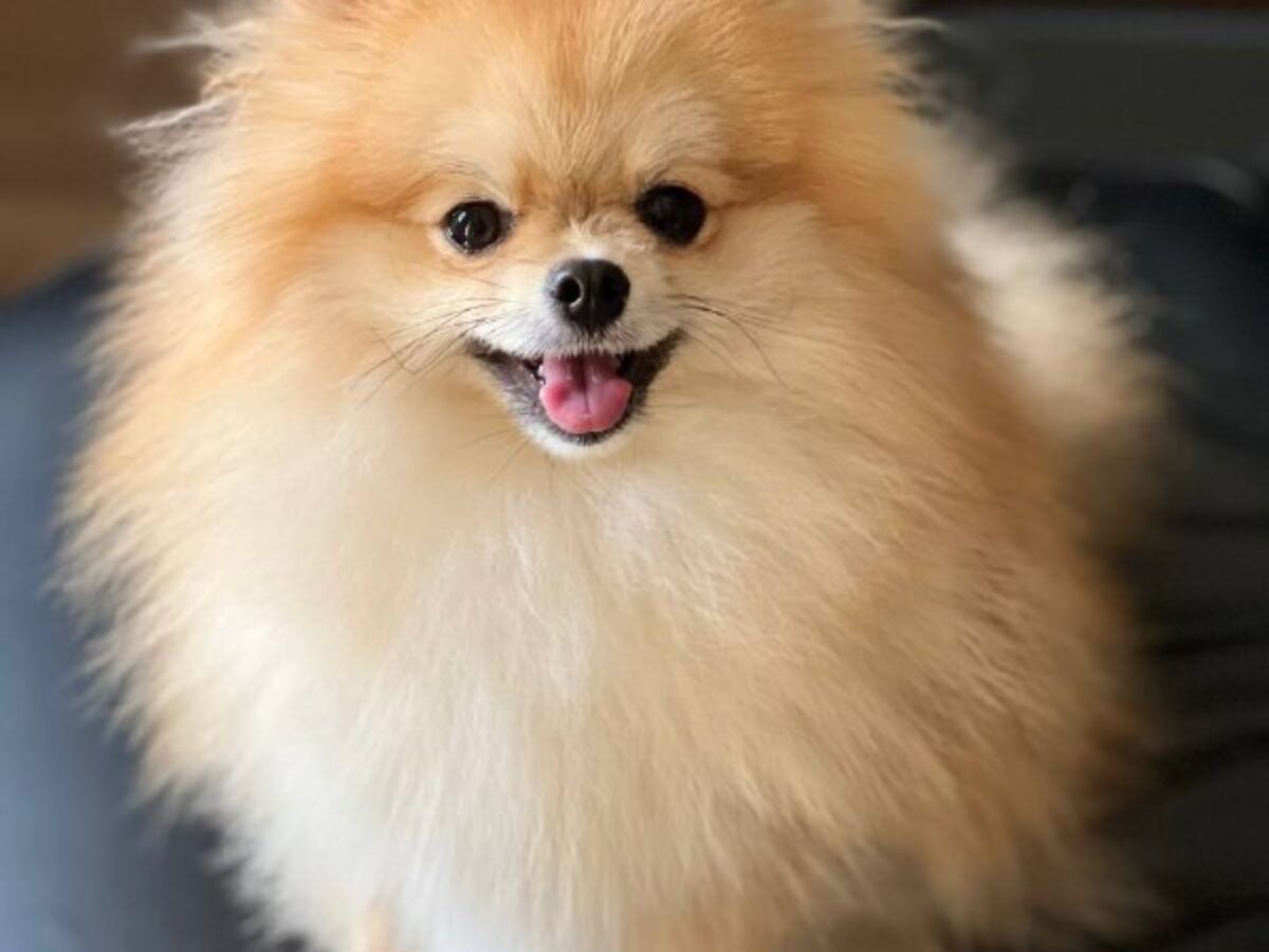 Dog Breeds Male Pomeranian Puppies For Sale Teacup Pomeranian