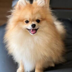 Teddy Pomeranian