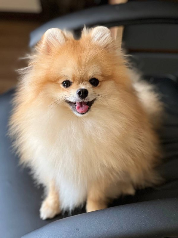 Teddy Pomeranian