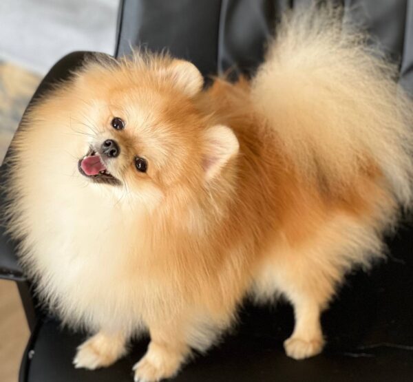 Teddy Pomeranian