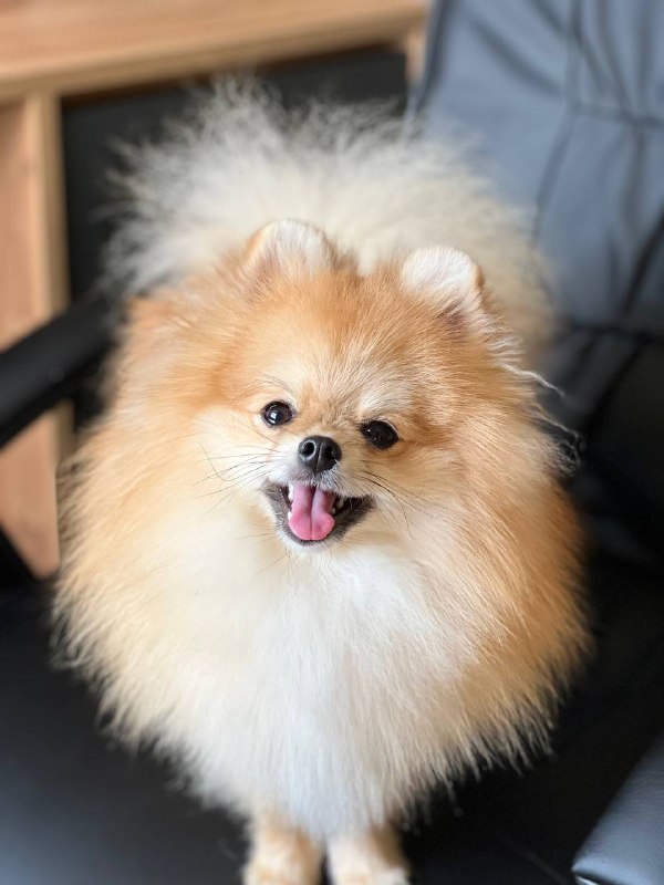 Teddy Pomeranian