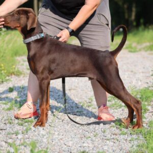 Thor Dobermann