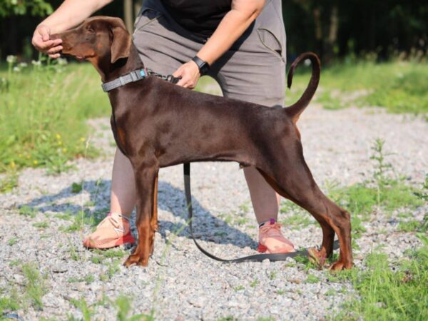 Thor Dobermann