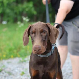 Thor Dobermann