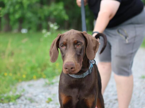 Thor Dobermann