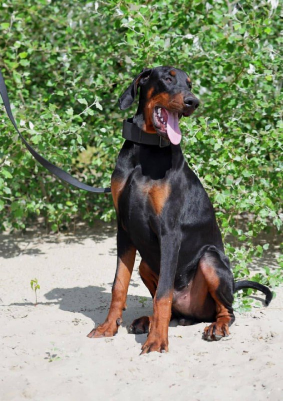 Titan Dobermann