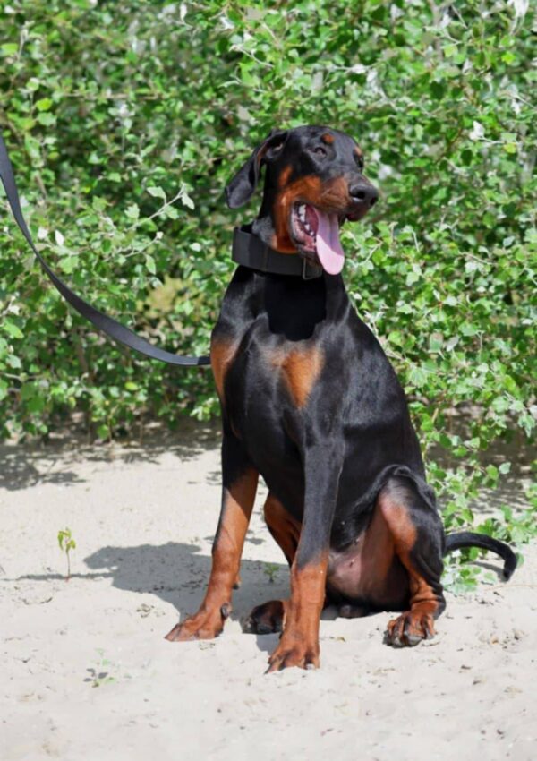 Titan Dobermann