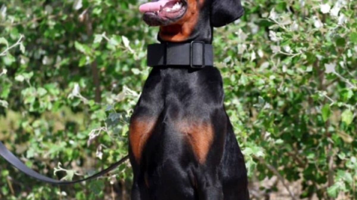 Dobermann Dogs and Puppies for sale