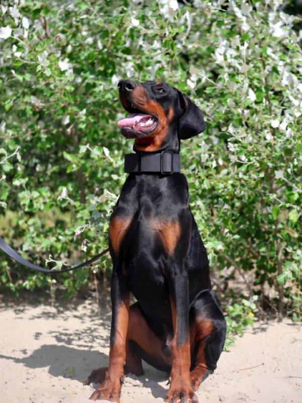 Titan Dobermann