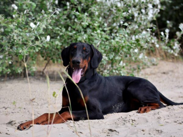 Titan Dobermann