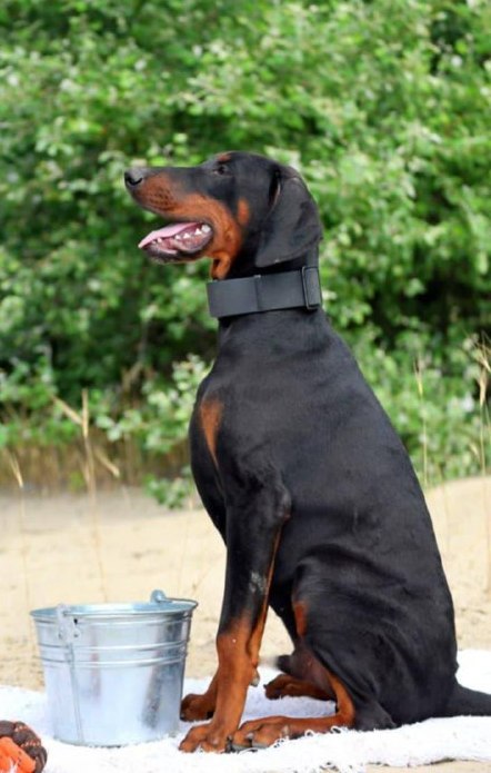 Titan Dobermann