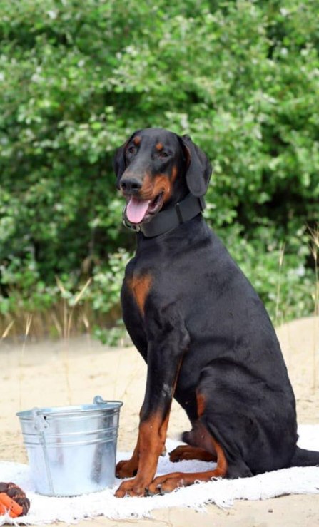 Titan Dobermann