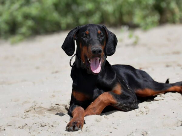Titan Dobermann