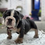 Tarick English Bulldog