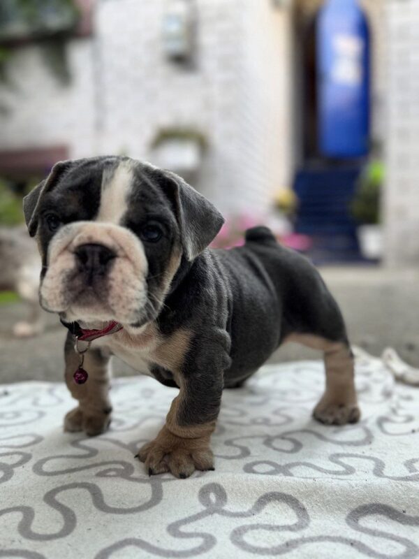 Torzo English Bulldog