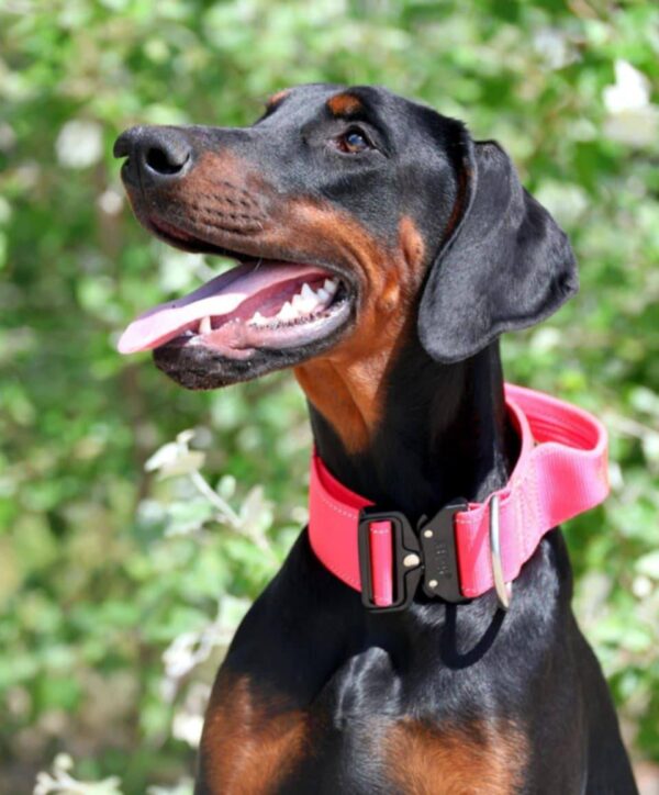Trinity Dobermann