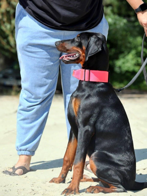 Trinity Dobermann