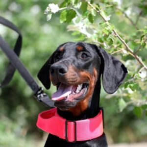 Trinity Dobermann