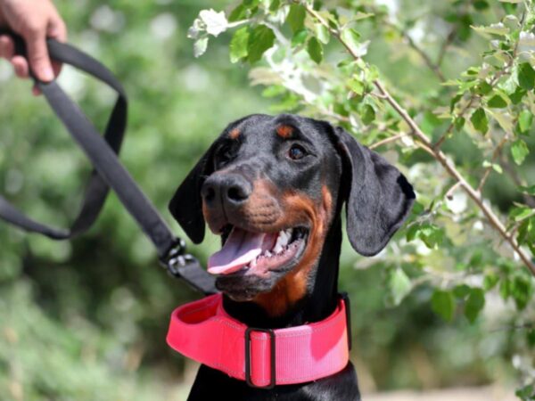 Trinity Dobermann