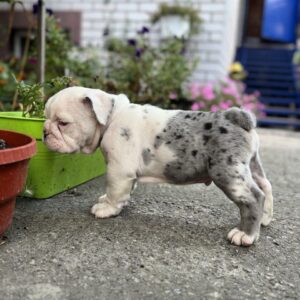 Tudor English Bulldog