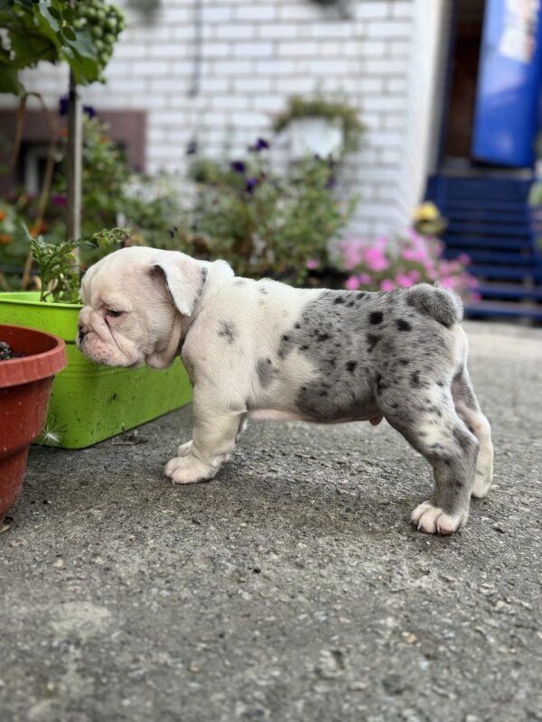 Tudor English Bulldog