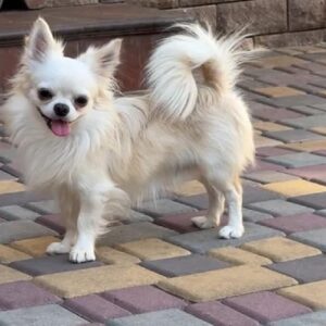 Unicum Chihuahua