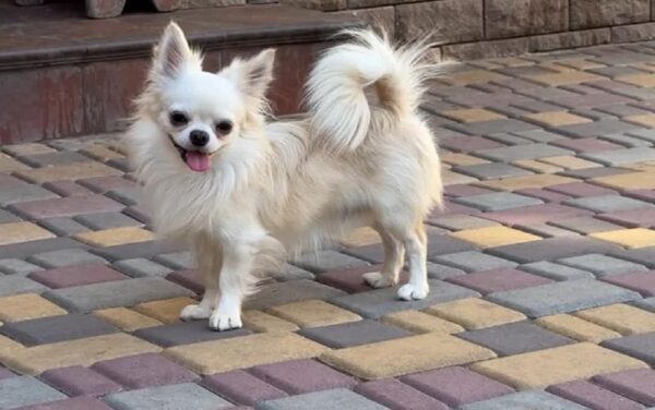 Unicum Chihuahua
