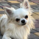 Damian Chihuahua