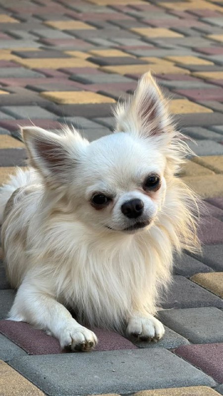 Unicum Chihuahua
