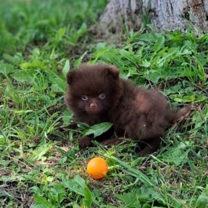 Vasily Pomeranian