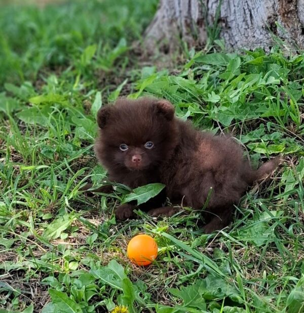 Vasily Pomeranian