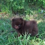 Vasily-male-pomeranian-puppy-for-sale-1 (2)