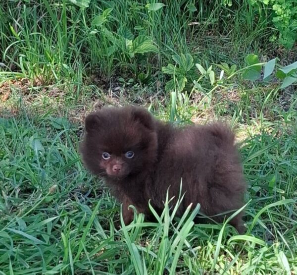 Vasily Pomeranian