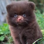 Vasily-male-pomeranian-puppy-for-sale-1 (3)