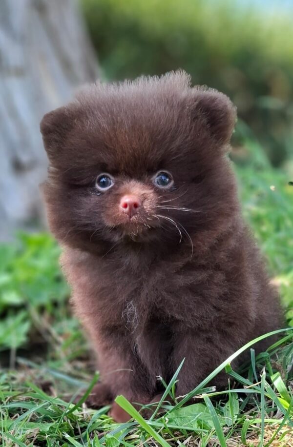 Vasily Pomeranian