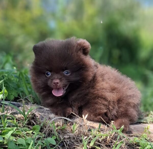 Vasily Pomeranian