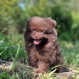 Vasily Pomeranian