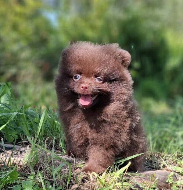 Vasily Pomeranian