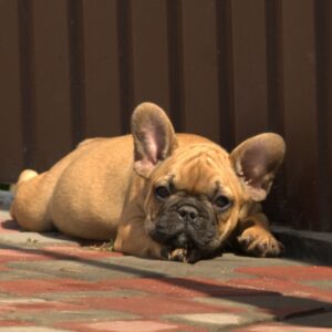 Venedika French Bulldog
