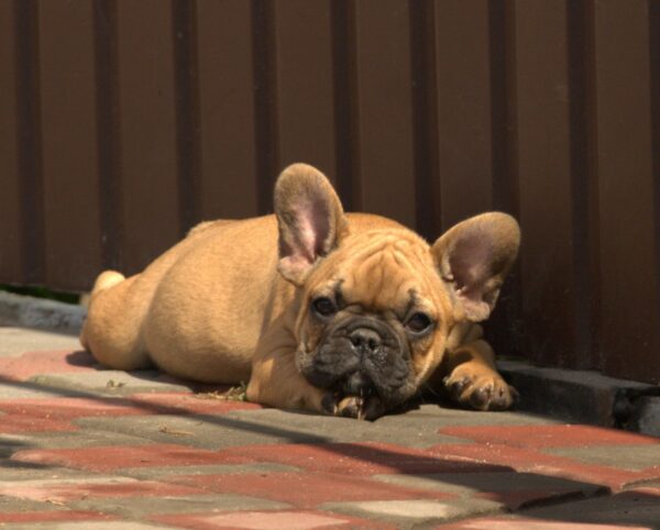 Venedika French Bulldog