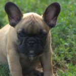 Venedika-female-french-bulldog-puppy-for-sale-1 (2)